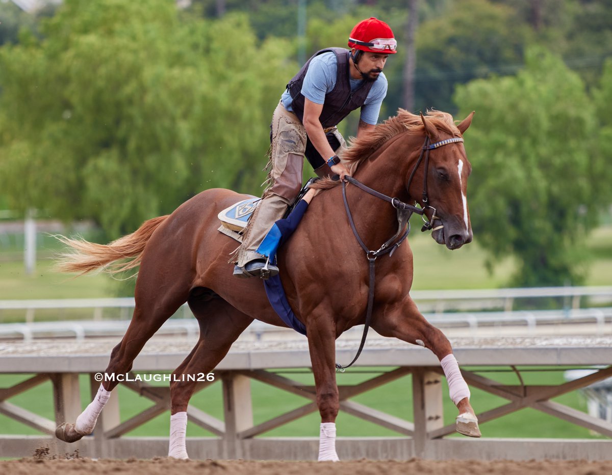 kimo16's tweet photo. Unnamed Flightline colt out of Bar of Gold this morning under assistant trainer Juan Leyva for the John Sadler stable @santaanitapark @sadlerracing @JuanLeyva1984 https://t.co/71ZhBnFDo6