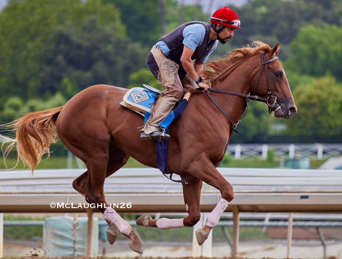 kimo16's tweet photo. Unnamed Flightline colt out of Bar of Gold this morning under assistant trainer Juan Leyva for the John Sadler stable @santaanitapark @sadlerracing @JuanLeyva1984 https://t.co/71ZhBnFDo6
