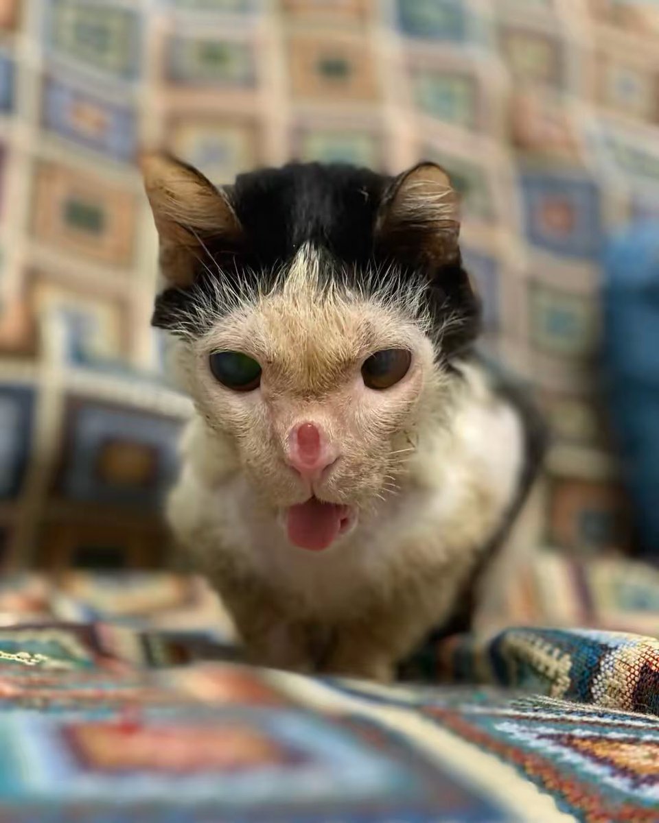 UAanimalres's tweet photo. 💔 Pluto urgently needs surgery for a severe infection, kidney problems, and facial injuries. We still need $2700 to save his life.
Every donation, no matter the amount, brings him closer to recovery. Please help if you can. 🐾❤️
#SavePluto #DonateForPluto https://t.co/trv3ap5QOJ