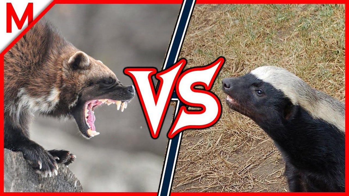 AceLT8's tweet photo. Anyone remember when Rocky’s manager had him chase a chicken as part of his training? To improve his footwork and quickness? Well? Burgess Meridith’s character knew what he was doing. 

So what say we put Pete Hegseth in a cage match to referee a fight between a bagger and a wolverine. And PS? He doesn’t
get to wear any cups or gloves or protective gear. It’s just his responsibility to insure a fair fight and to intervene when they are at stalemate. 

Maybe let  Cushner and Whitkoff be the cut
Men in the corners. And Marco Rubio can be the ring announcer. 

Anyone agree with that analogy? Because that is exactly what it seems like to me, looking at the Middle East and Israel. Israel is the avowed enemy of every middle eastern state and they act like badgers, while Iran is the undisputed wolverine to Israel’s threat. Which means neither one will quit until the other one is dead. 

Russia is a bear, while China is grey wolf and America is the mountain lion.  Three of the only animals capable of taking down either a badger or a wolverine. But not without a helluva battle and significant cost. 

That’s the way I see this right now. And I say “let the games begin.”