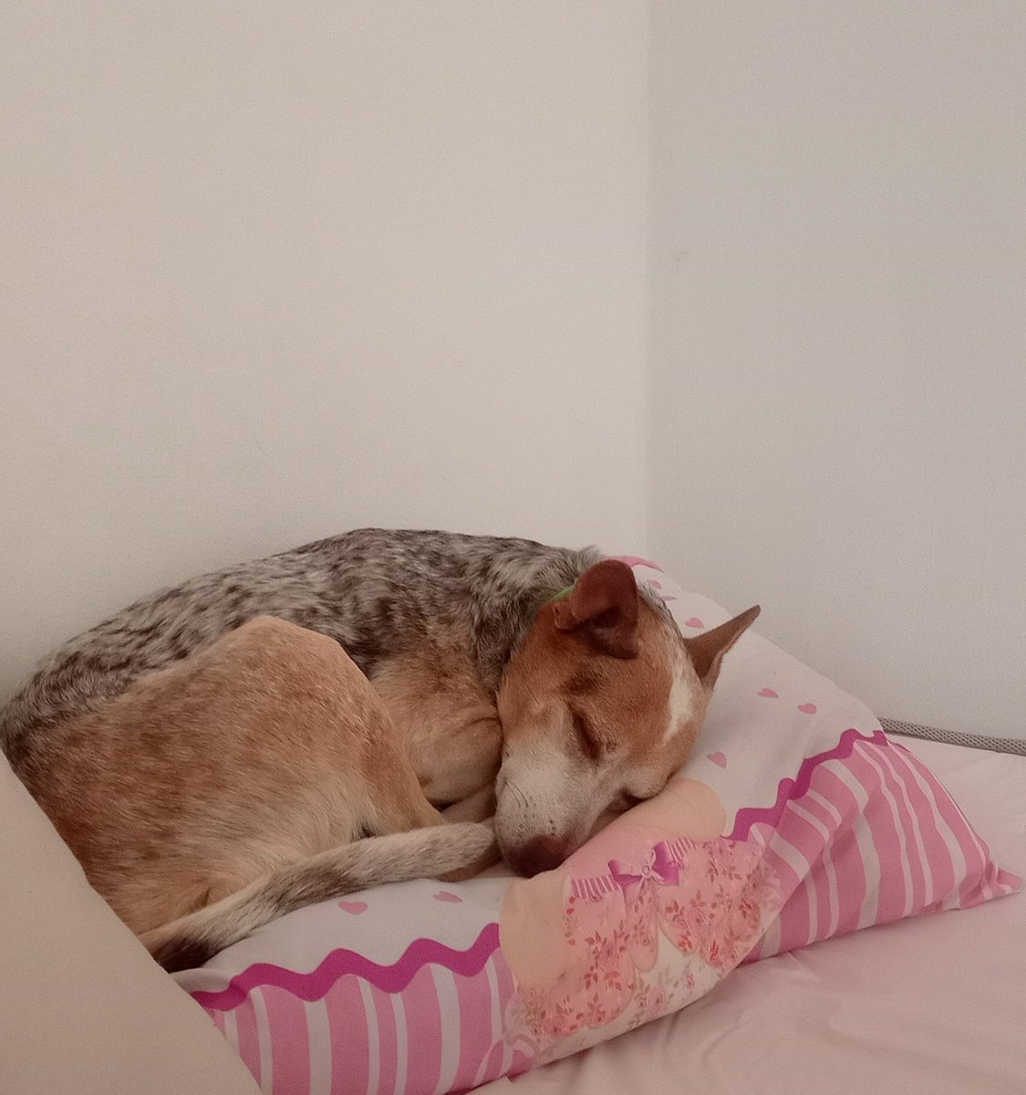 thaiannax's tweet photo. Oi pessoal, vim deixar agora a noite a rifa atualizada da cacau ❤️‍🩹 obg a todos que estão ajudando de alguma forma.
Estamos fazendo essa rifa para ajudar nos gastos da cacau, sendo com Vet, alimentação e medicamentos. Em alguns dias ela vai precisar refazer os exames, vamos precisar de ultra + hemograma completo. Quem puder ajudar comprando um número ou com qualquer valor, toda ajuda é bem vinda 🥲❤️‍🩹 Pix CPF 149.983.397-02