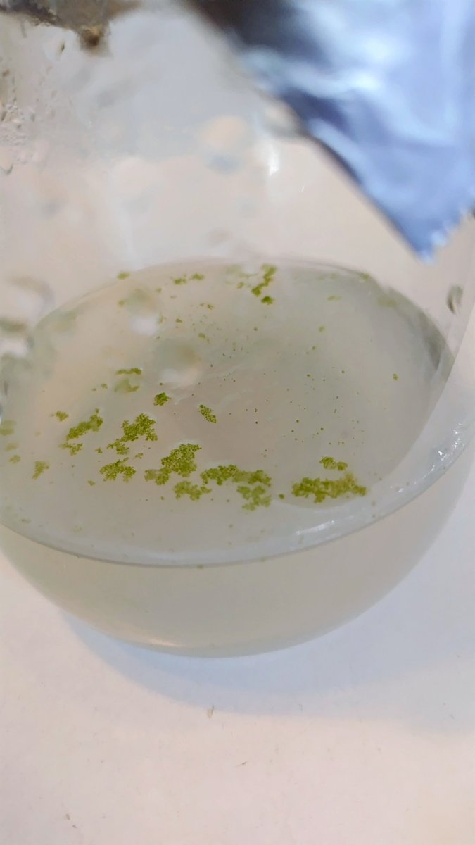 Ron_Shibata's tweet photo. Den. crispum の発芽
播種後約1ヶ月。緑のプロトコームが肉眼でもはっきりと見えてきた。先日ポストした peguanum とは本学名の heterotypic synonym。花はともかく、小型のバルブが可愛いデンドロなので屋内栽培に向いているかも？ https://t.co/MeNXT8VLoc