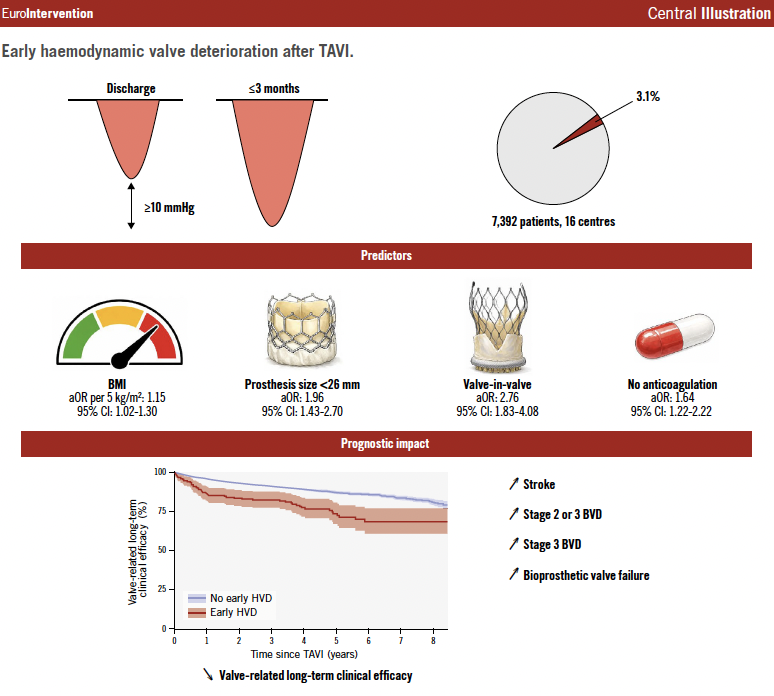 EuroInterventio's tweet photo. In this multicentre analysis of more than 7,000 TAVI patients, early haemodynamic valve deterioration emerged as an independent predictor of adverse valve-related outcomes, including stroke, bioprosthetic valve dysfunction, and valve failure. 

https://t.co/C7WKy65q06  

#TAVI #ValvularHeartDisease #StructuralHeart

@A_Trimaille
@gveigafernandez
@luisnombela
@JorgeNuche
@franzone_anna
@AsmaratsL
@AnderRegueiro
@MariaDelTrigo
@David_delVal_
@PabloAvanzas
@MicheleTrichil0
@nicolasmmaneiro
@Madda_im
@StructuralBCN
@ejfu0209
@pjdiazp
@pedro_cepas
