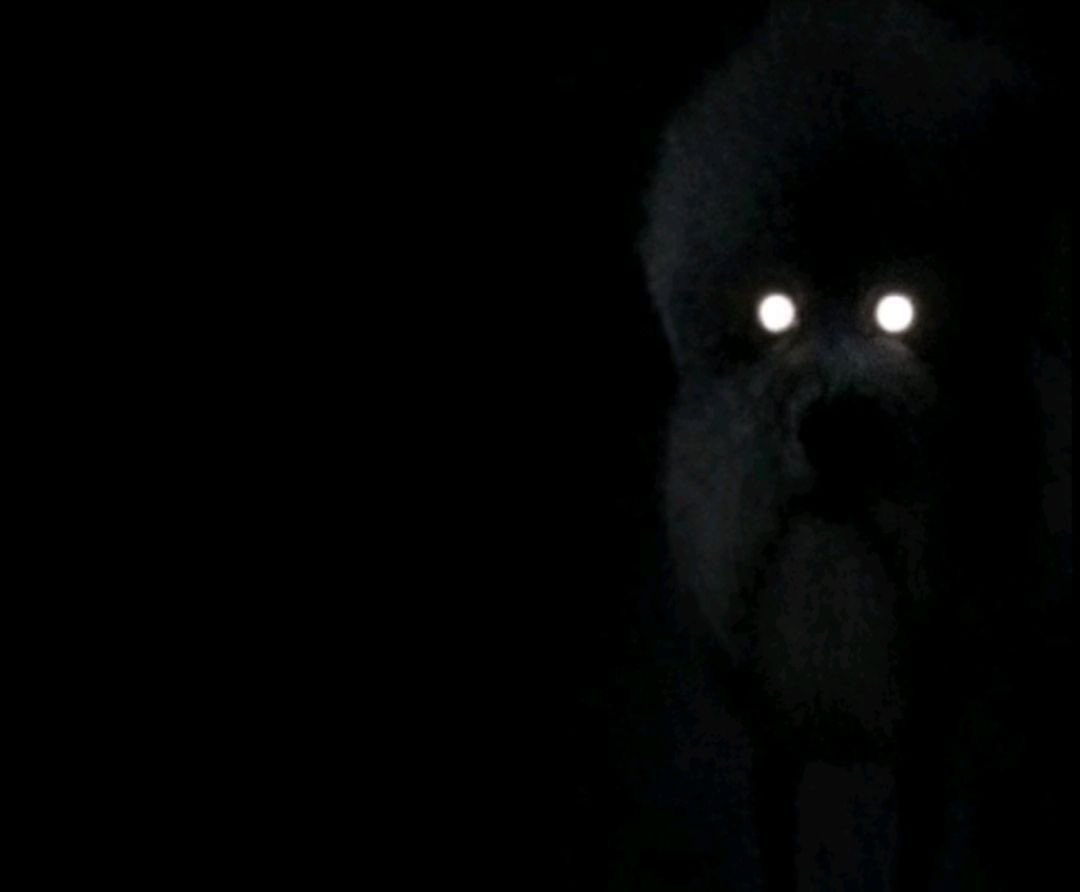novalikesfatui's tweet photo. I still have hopes for a labdog duo mentioned soon, even though Nexe is taking a well needed break, im like on my knees begging for an in game mention from multi or sm of Nexe even remotely being on his side, that’s how DESPRATE I am #qsmp2 #nexti #labdog https://t.co/Yy6LQYvZW4