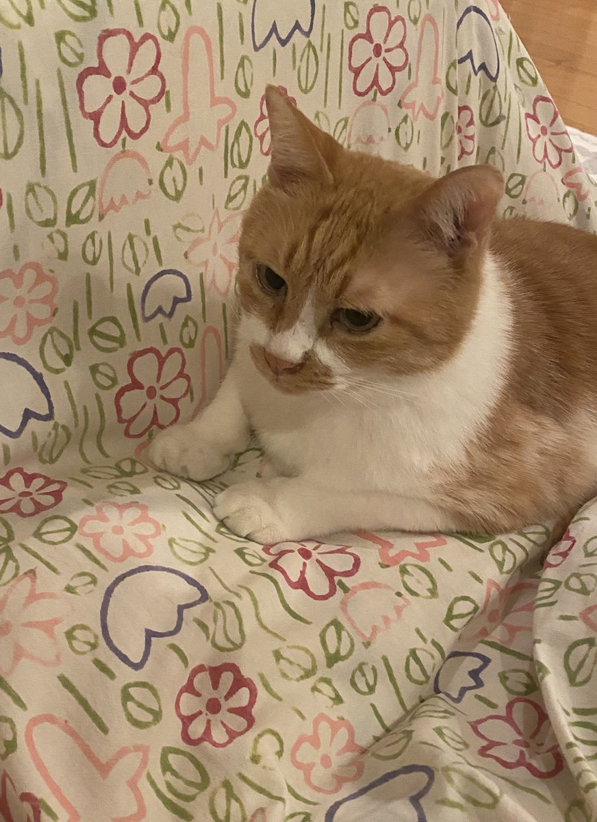 orangepeko6's tweet photo. おはようございます🐈 https://t.co/doYUKkwCTA