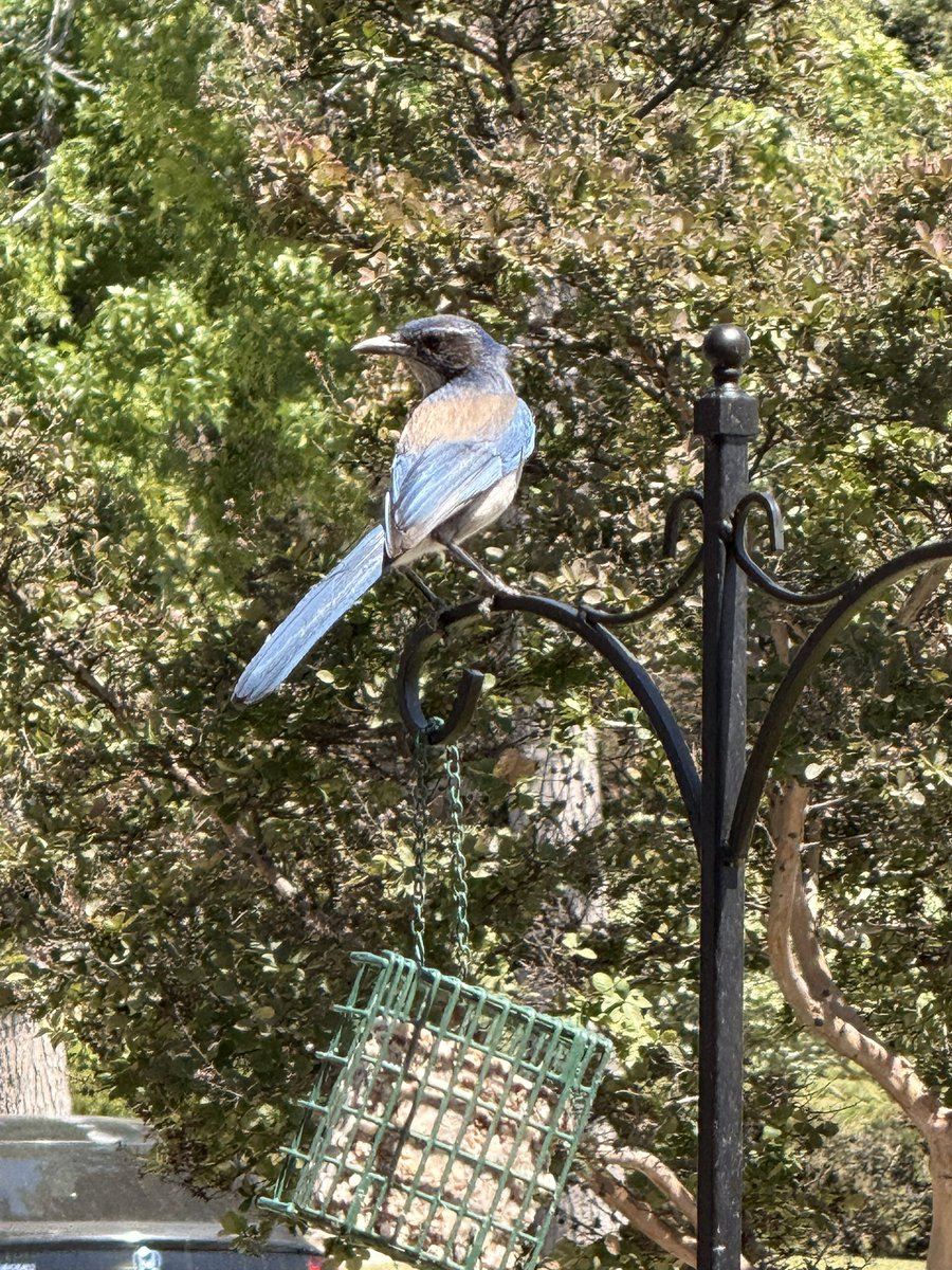 croytswraths's tweet photo. had a cutie lil scrub jay watching me while i was cleaning and refilling all my bird feeders 🥹 https://t.co/esWapULVSz