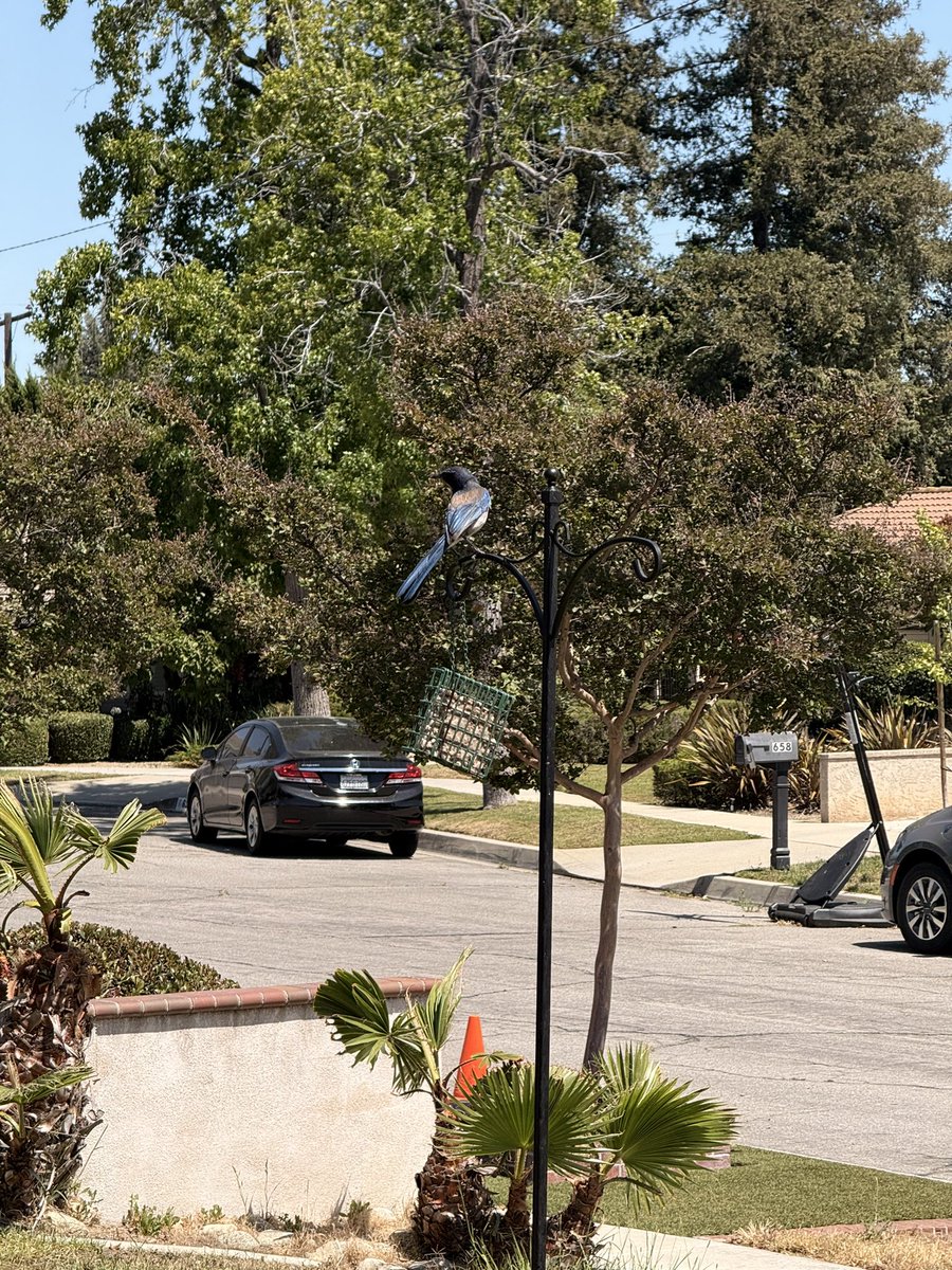 croytswraths's tweet photo. had a cutie lil scrub jay watching me while i was cleaning and refilling all my bird feeders 🥹 https://t.co/esWapULVSz