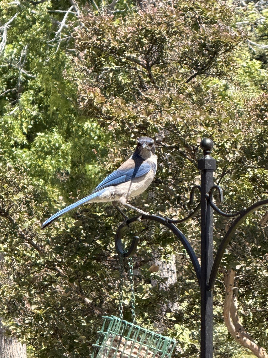 croytswraths's tweet photo. had a cutie lil scrub jay watching me while i was cleaning and refilling all my bird feeders 🥹 https://t.co/esWapULVSz