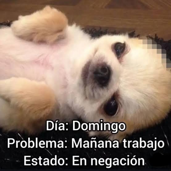 ANIMALITOSSANA's tweet photo. https://t.co/U44cr8rMAT