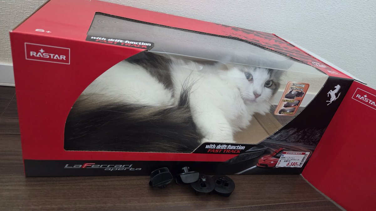 MSHR_CONPOTA's tweet photo. 今朝のもこさん🐱リモコン無しでも滑らせながら走ります🚗💨 https://t.co/e6bqABQMvw