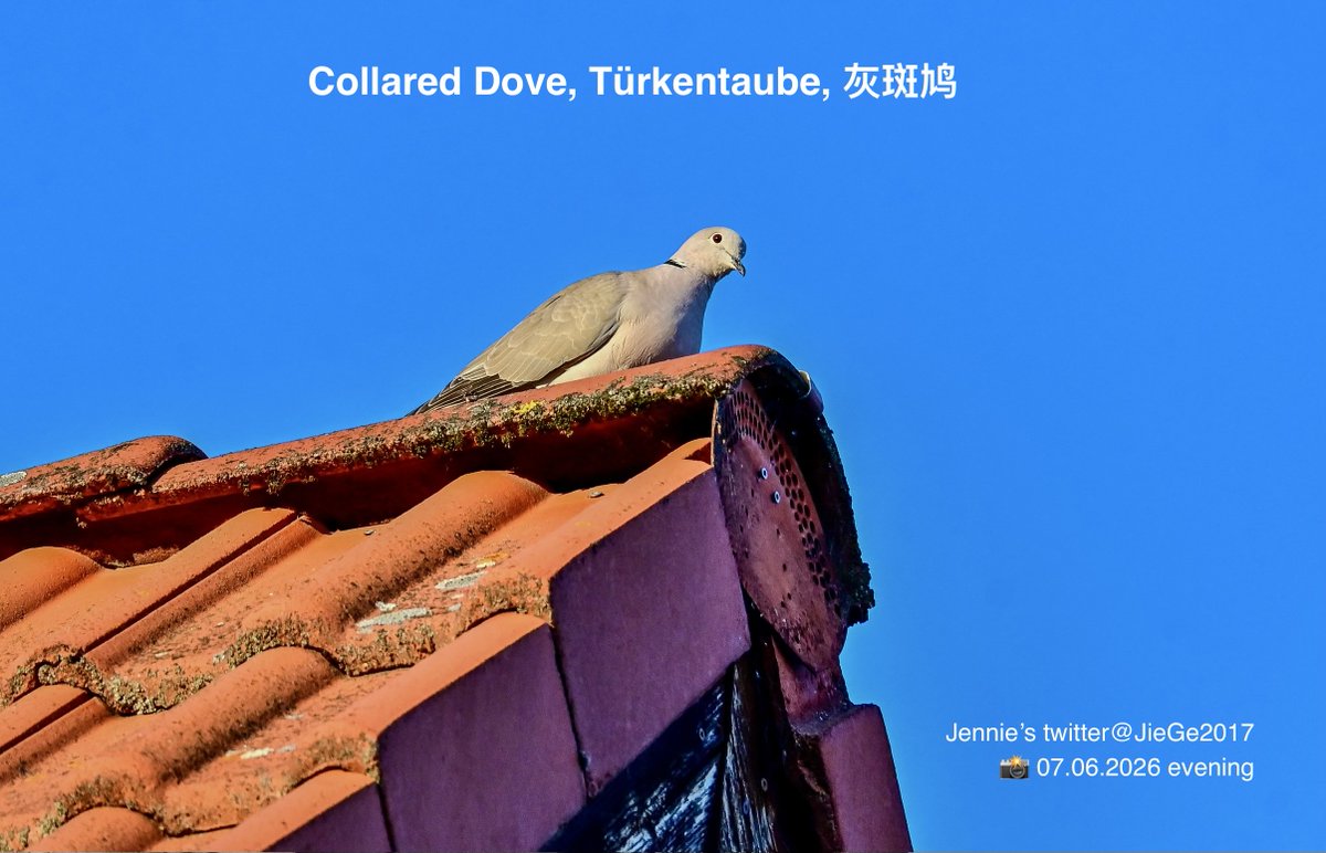 JieGe2017's tweet photo. Wildlife Photography at my door front: Collared #Dove  (#Türkentaube, #灰斑鸠),  📸 07.06.2026  evening https://t.co/BJDeL7tZKz