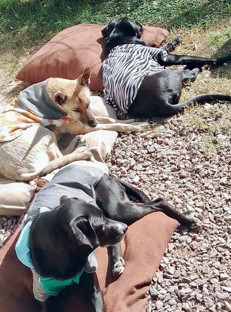 elcampito's tweet photo. El mejor plan de domingo: ver fotos de nuestros ex camperitos rodeados de tanto amor. 🥰🏡

Gracias a las familias que les cambiaron la vida.
➡️ Vos también podés cambiar una historia en: https://t.co/JR2yOnMvzr https://t.co/4g8NAQihza
