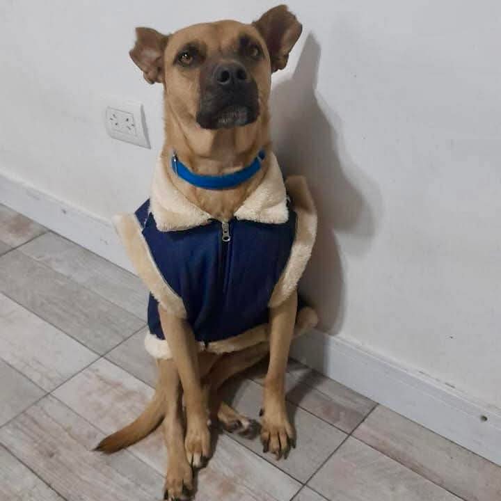 elcampito's tweet photo. El mejor plan de domingo: ver fotos de nuestros ex camperitos rodeados de tanto amor. 🥰🏡

Gracias a las familias que les cambiaron la vida.
➡️ Vos también podés cambiar una historia en: https://t.co/JR2yOnMvzr https://t.co/4g8NAQihza