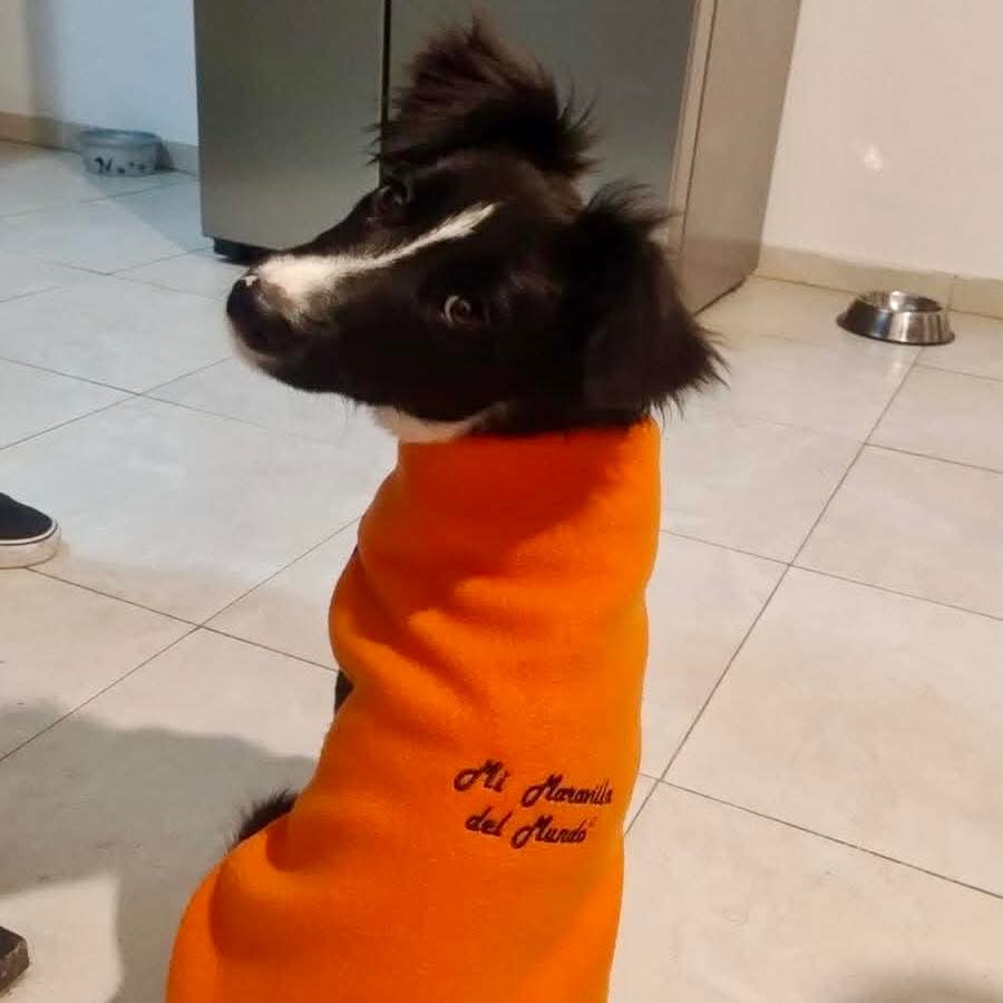 elcampito's tweet photo. El mejor plan de domingo: ver fotos de nuestros ex camperitos rodeados de tanto amor. 🥰🏡

Gracias a las familias que les cambiaron la vida.
➡️ Vos también podés cambiar una historia en: https://t.co/JR2yOnMvzr https://t.co/4g8NAQihza