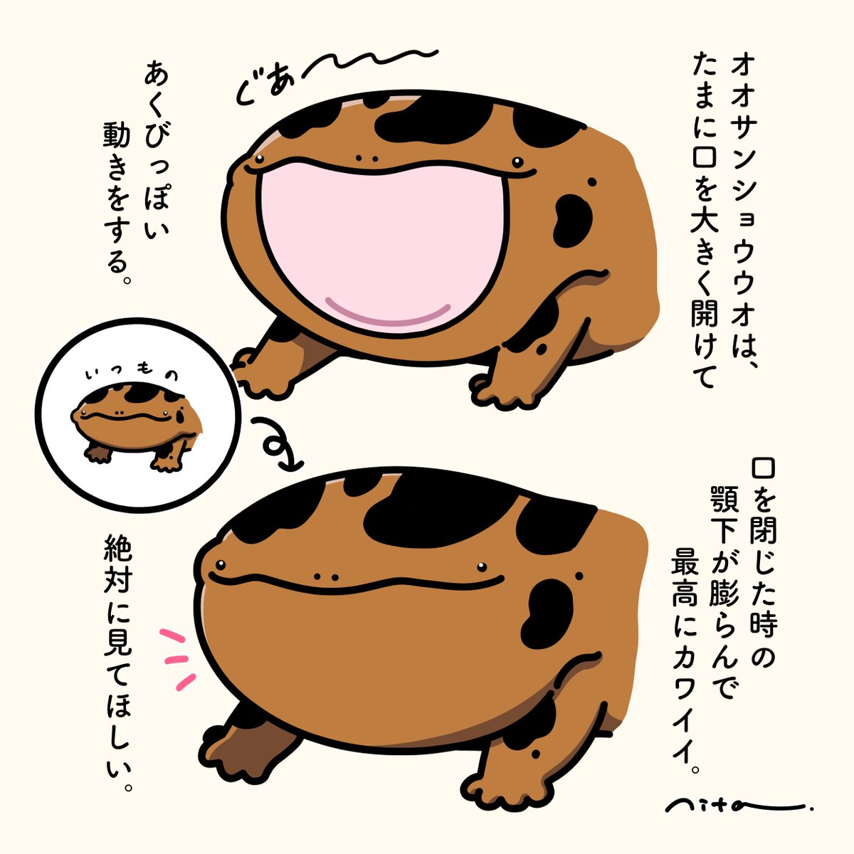 nitta_tyan's tweet photo. オオサンショウウオの顎下が好きだよって話
実際の動画あります　※音が出ます https://t.co/A9NAf3YRiM