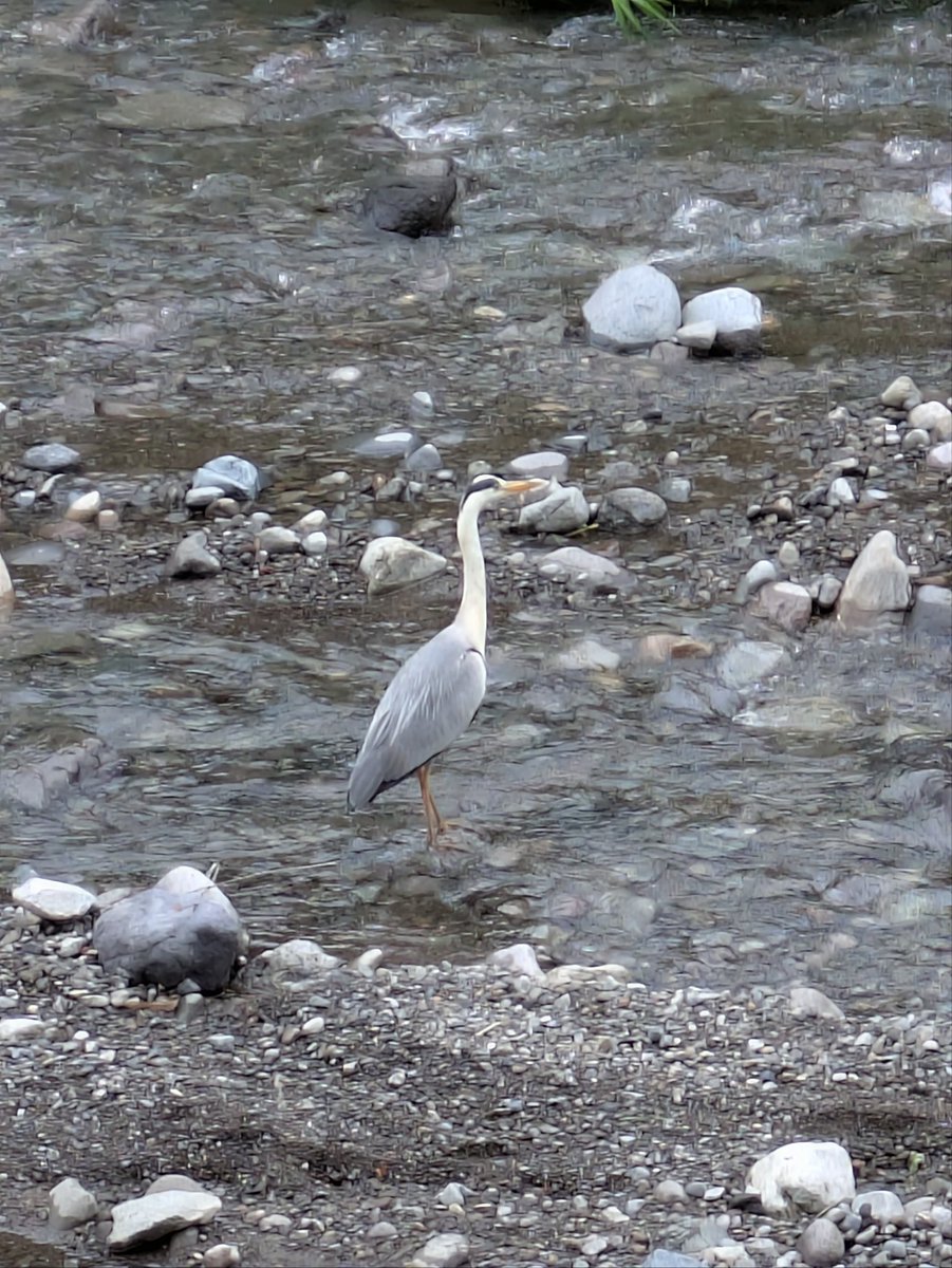 hide2183's tweet photo. 色々な野生動物が生息する自然豊かな我が町ですが、近くの親水公園にもアオサギ（？）が住みついています。
今週は濾過、ビン詰め、上京２回というバタバタ週ですが張り切って参りましょう！ https://t.co/g8BBT4co6o