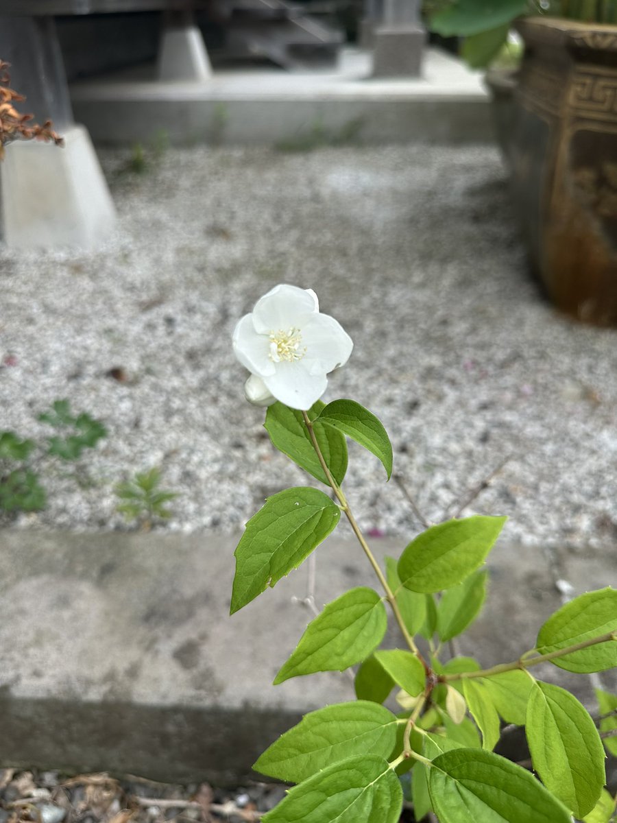 nasu_chourakuji's tweet photo. https://t.co/hQidwSXOqD