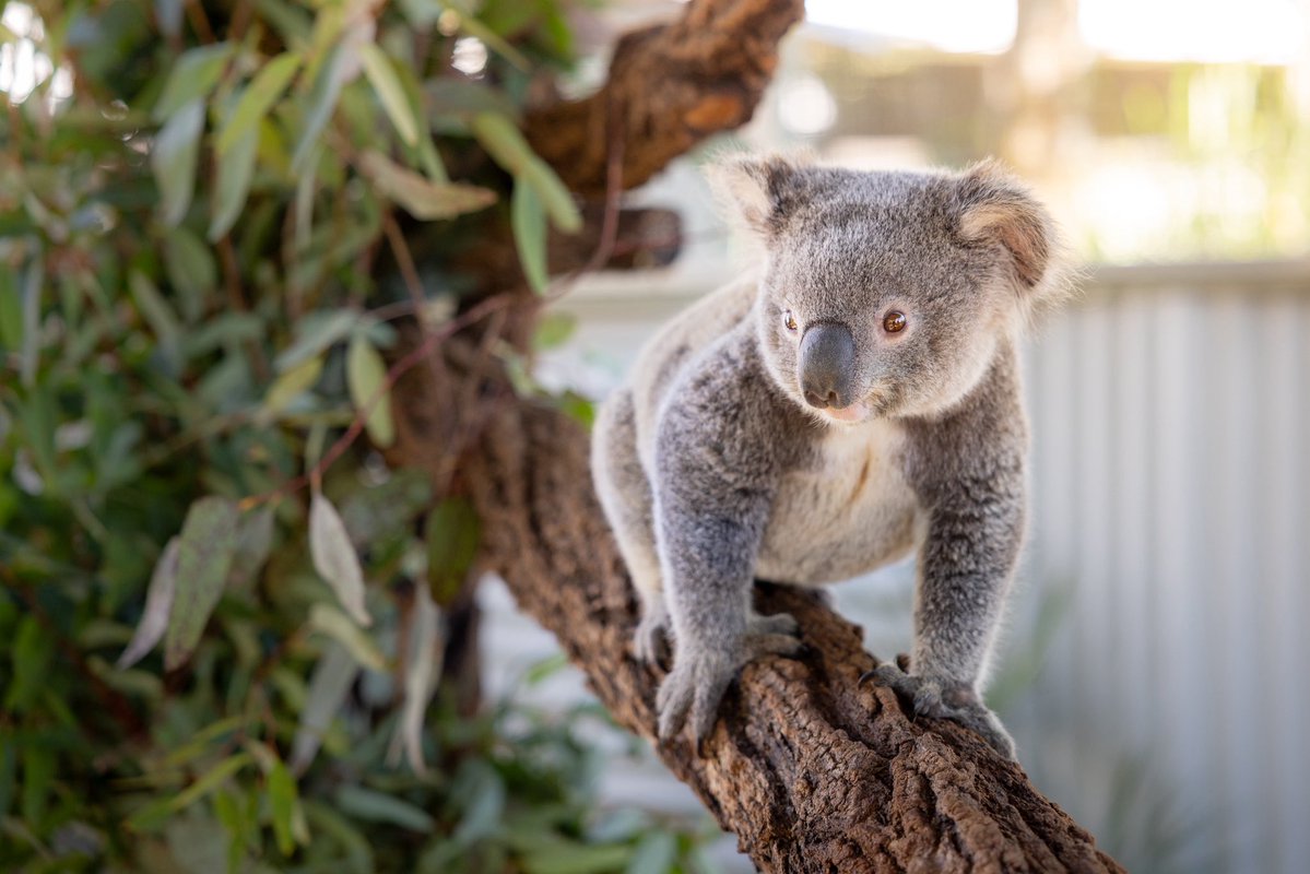 wildwarriors's tweet photo. Class is in session at the Australia Zoo Wildlife Hospital’s Koala Kindy! 🐨📚 

After spending months in care,  adorable orphaned koala Occy has graduated to the cutest classroom around with all of the necessary Koala-fications for life in the wild. 🍃 

This important stage of rehabilitation is where young koalas learn all the essentials, from building strength and confidence to making new furry friends, Occy is busy developing the skills he'll need to thrive. He's even starting to find and choose his own eucalyptus leaves, a very important subject in the koala curriculum! 🌿💚