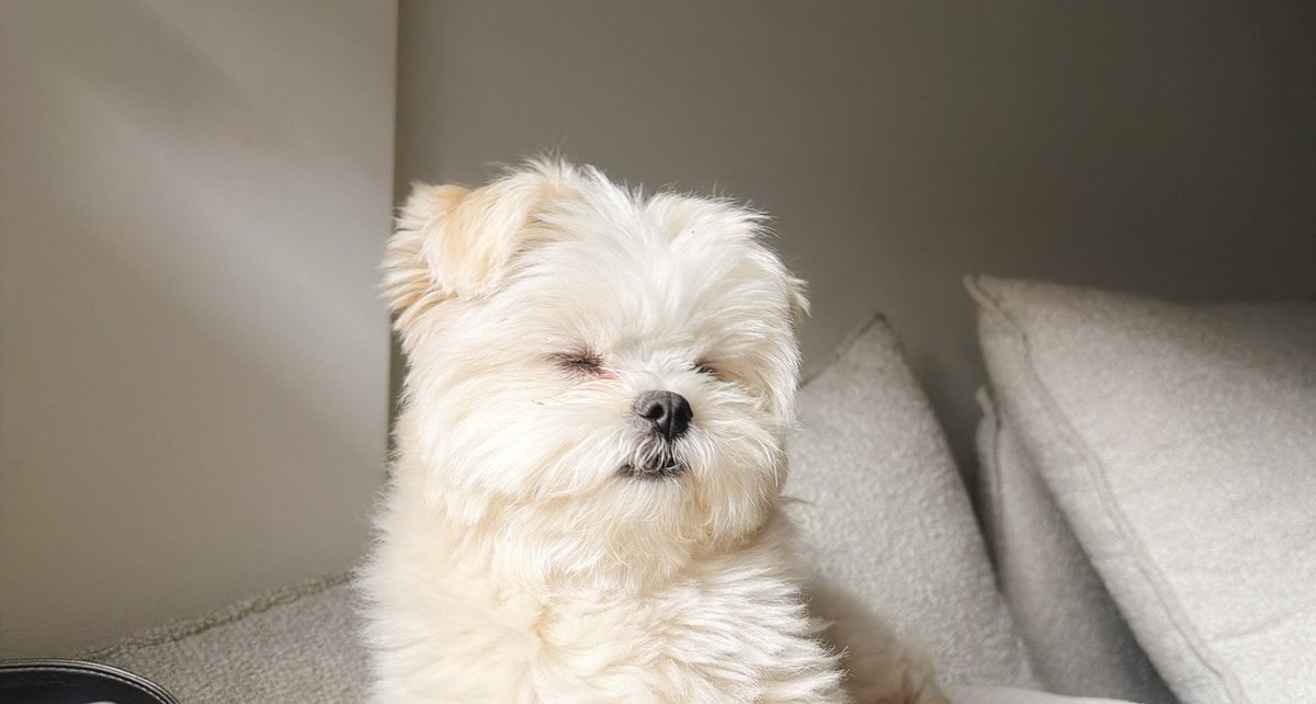 okomeisgoodgirl's tweet photo. まだおねむの犬 https://t.co/tNhvjBWs4z