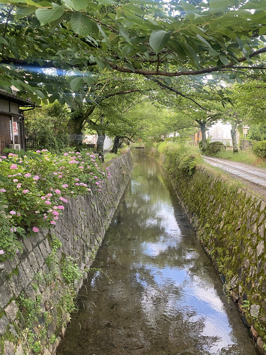 hiro2200KY's tweet photo. おはようございます⛅️
今朝の🚶🏻は西側が分厚い曇り空でしたので少し青空が見えていた東山方面へ
哲学の道ではすれ違う人も少なくて快適に歩けました〜
紫陽花も綺麗でした👍
週末の演奏会を楽しみに今週も頑張ります😄 https://t.co/mMTH8lugNW