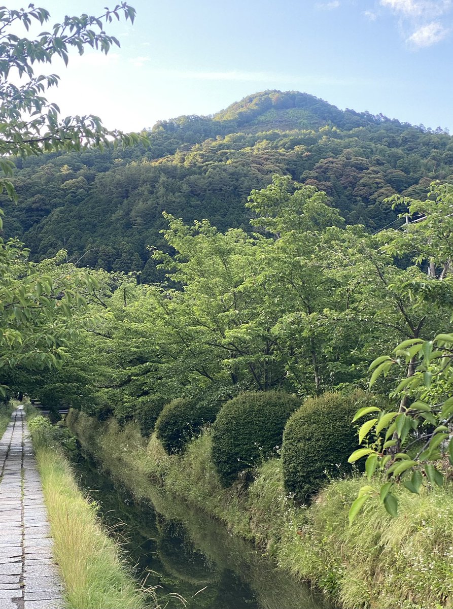 hiro2200KY's tweet photo. おはようございます⛅️
今朝の🚶🏻は西側が分厚い曇り空でしたので少し青空が見えていた東山方面へ
哲学の道ではすれ違う人も少なくて快適に歩けました〜
紫陽花も綺麗でした👍
週末の演奏会を楽しみに今週も頑張ります😄 https://t.co/mMTH8lugNW