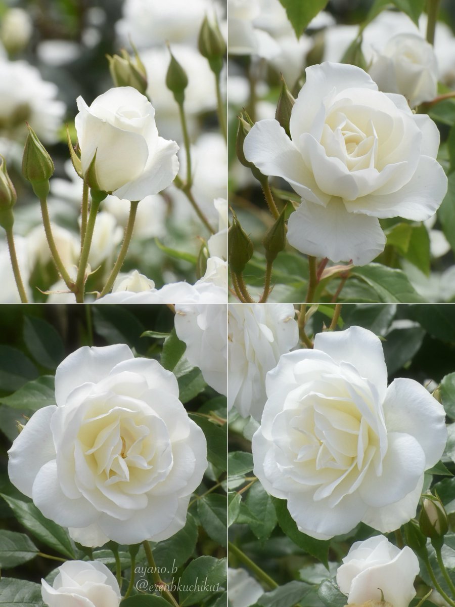 erenbkuchiku1's tweet photo. 白薔薇の名花  『アイスバーグ』

ドイツ名は『シュネーヴィッチェン(白雪姫)』
雪のように純白の薔薇です https://t.co/Ali9Oc0trb