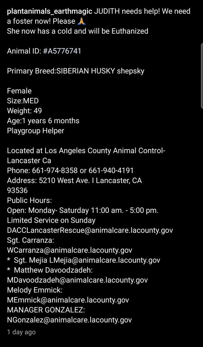 8415_n's tweet photo. JUDITH #A5776741
1½yo. #husky #siberianhusky

Sweet husky girl needs a family of #huskylovers.

Judith has caught a doggy cold and it'll be their excuse to kill her in #Lancaster if we don't get her out immediately‼️
#adopt anywhere 🇺🇲🇨🇦‼️
#foster at NO COST for rescue‼️ https://t.co/yGzDgA2v1w
