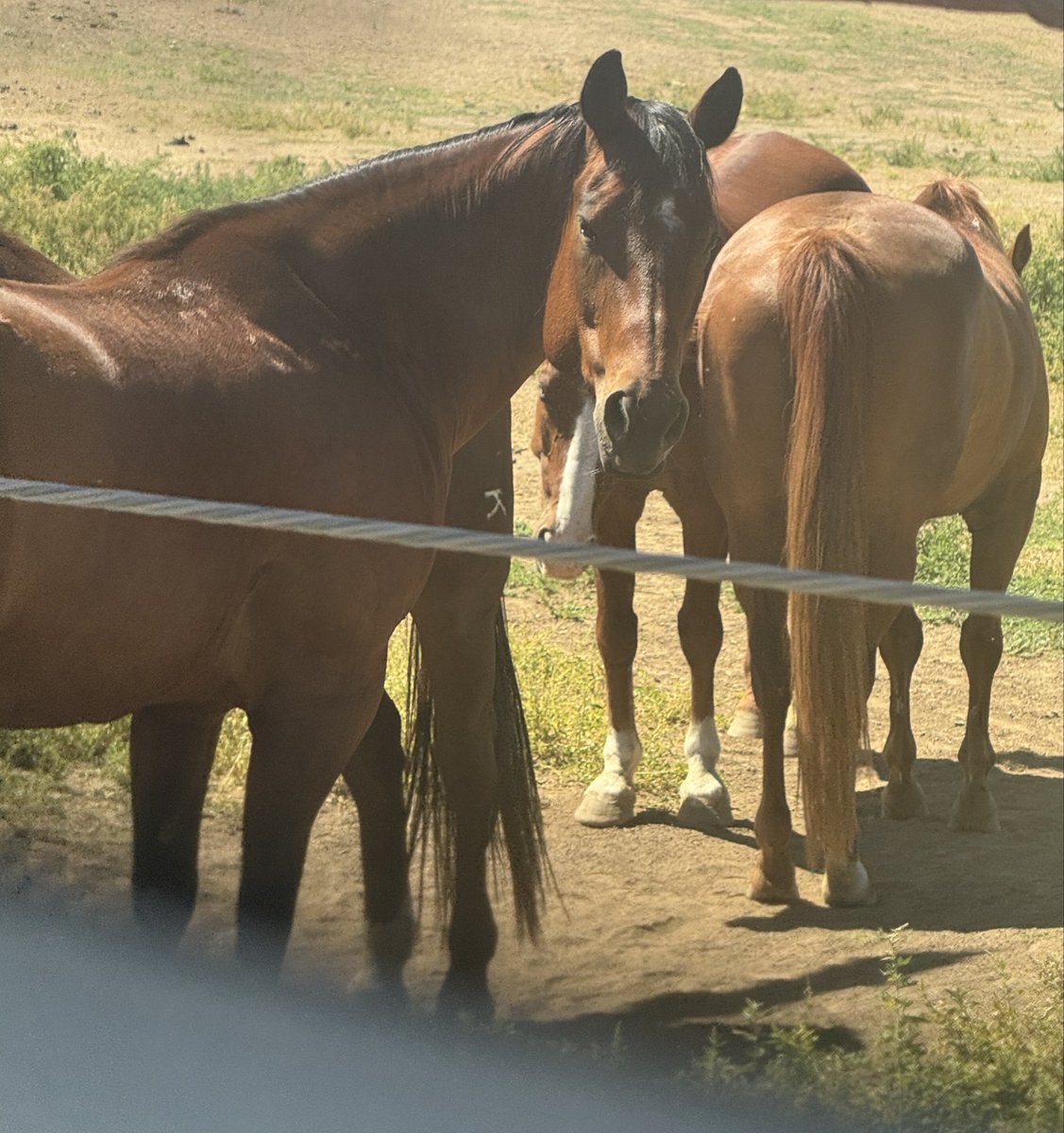 GOOOFY_MF's tweet photo. Tf u staring at @horsetwting https://t.co/Q3EmSWcznU