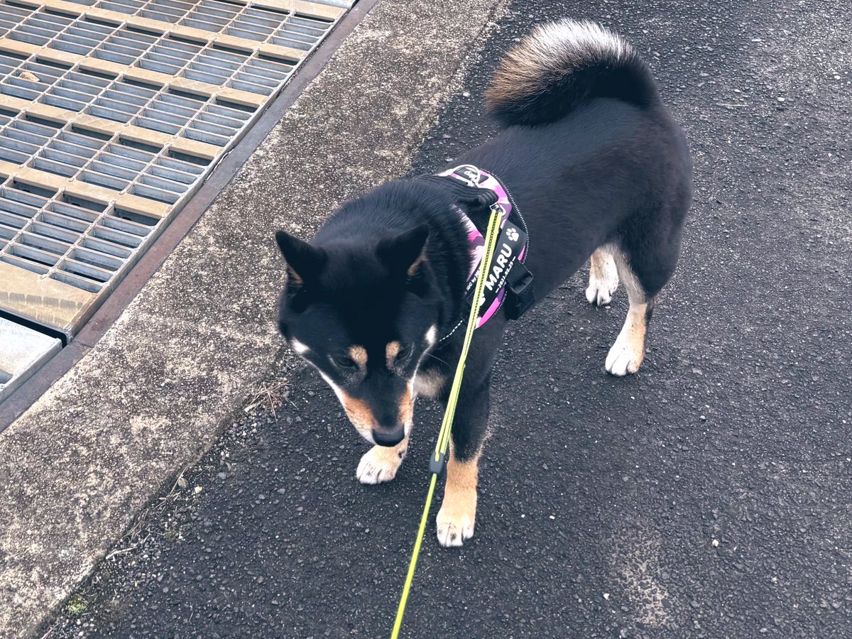 黒柴まる tweet media
