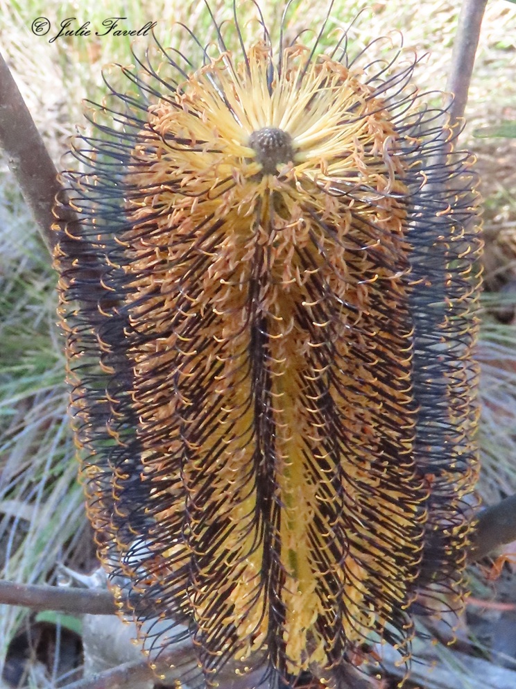 info_leg's tweet photo. Banksia cunninghamii - Shrub to 5 m high, lignotuber absent, multi- or single-stemmed at base; bark smooth,  Leaves alternate, scattered, linear  ± oblanceolate, 2–7 cm L, 2–5 mm W, Flowers April–August. 6 years after fire in the waiting to flower given no lignotuber on by seed https://t.co/20mPBTdHep