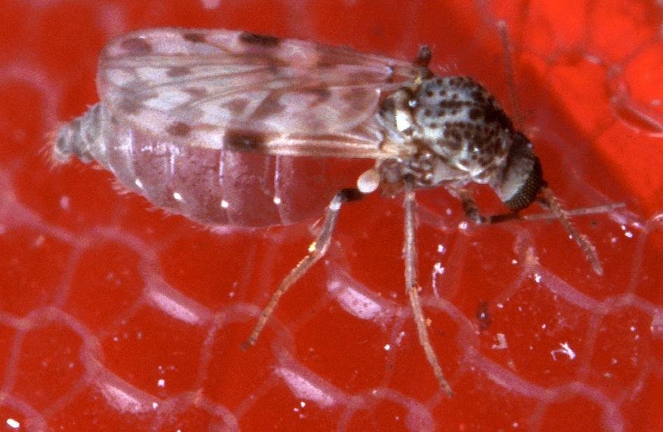 PanicoDm's tweet photo. @Wolferxtreme La resolución de ese video es tan mala como para identificar. Algo seguro es que garrapatas no son. Podrían ser beatillas; son dipteros voladores y su plan corporal podría confundirse con chinches o garrapatas, y si algunas especies son hematófagas. Pero no puedo asegurar nada. https://t.co/pMpIAkAe3B