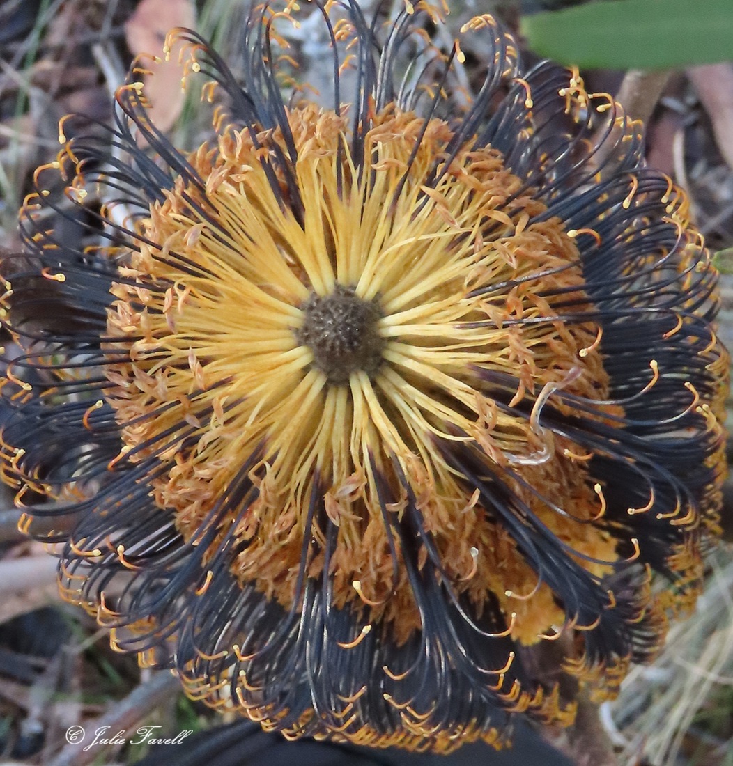 info_leg's tweet photo. Banksia cunninghamii - Shrub to 5 m high, lignotuber absent, multi- or single-stemmed at base; bark smooth,  Leaves alternate, scattered, linear  ± oblanceolate, 2–7 cm L, 2–5 mm W, Flowers April–August. 6 years after fire in the waiting to flower given no lignotuber on by seed https://t.co/20mPBTdHep