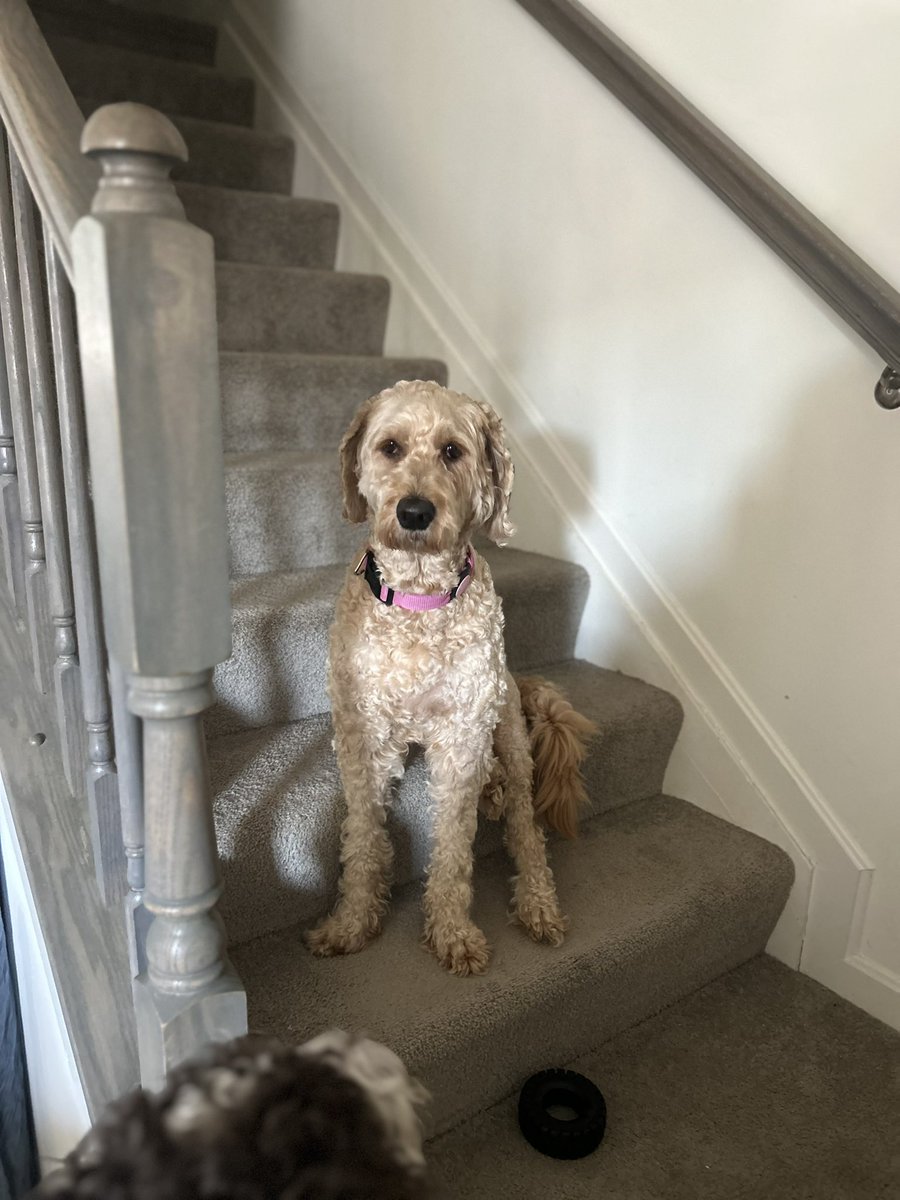 Kendra_Mac06's tweet photo. Sweetest girl 🐾🥰 https://t.co/zpfeOkXeFp