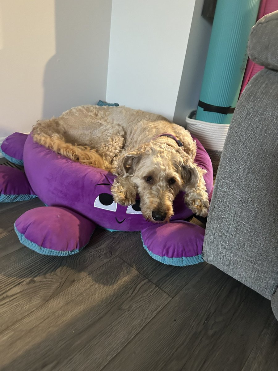 Kendra_Mac06's tweet photo. Sweetest girl 🐾🥰 https://t.co/zpfeOkXeFp
