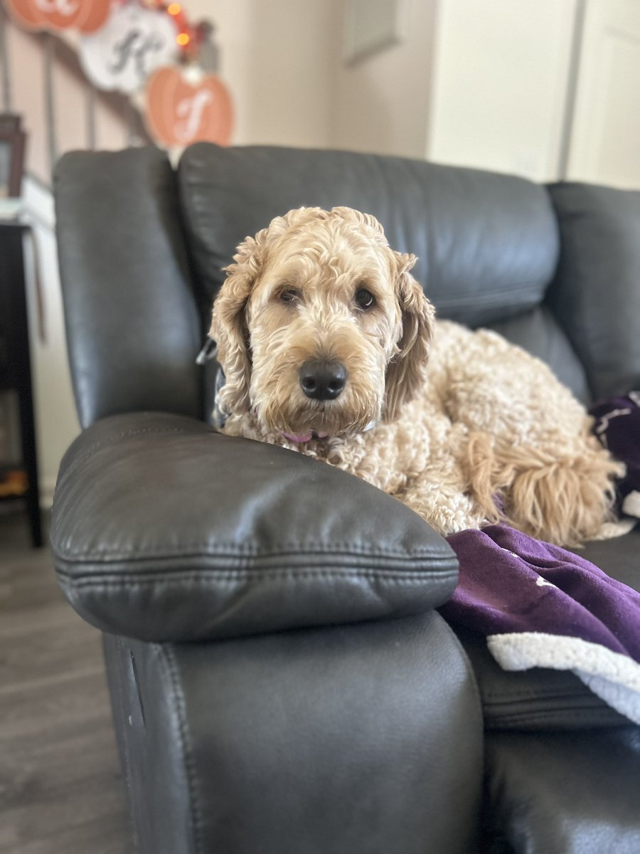 Kendra_Mac06's tweet photo. Sweetest girl 🐾🥰 https://t.co/zpfeOkXeFp
