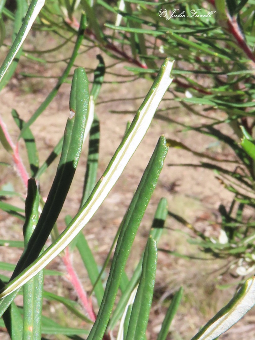 info_leg's tweet photo. Banksia cunninghamii - Shrub to 5 m high, lignotuber absent, multi- or single-stemmed at base; bark smooth,  Leaves alternate, scattered, linear  ± oblanceolate, 2–7 cm L, 2–5 mm W, Flowers April–August. 6 years after fire in the waiting to flower given no lignotuber on by seed https://t.co/20mPBTdHep