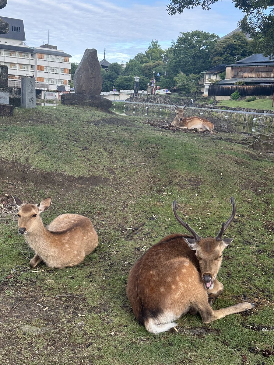 HiS_YM's tweet photo. おはようございます。
昨夜の大雨は止み、晴れ間がやってきた奈良。しかし天気予報は曇りのち雨。しばしの陽射しを楽しみます。
昨夜の強風で折れた松の木。
痛々しいのですが、あたりに微かに芳香が漂っています。

今日もご安全に https://t.co/n1Jg0LZD2T