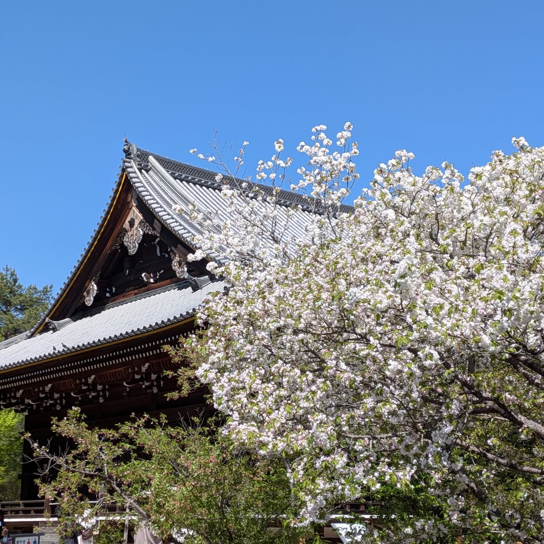 世界遺産 真言宗御室派 総本山仁和寺 御室桜（京都）2026.04. #仁和寺
