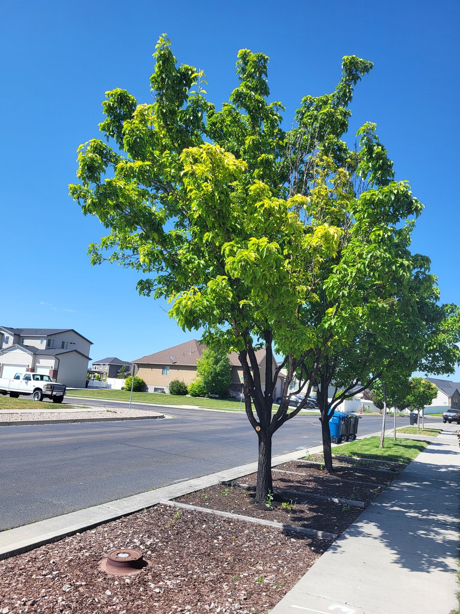 outcats9842's tweet photo. Pretty tree https://t.co/AKtHsPoU2V
