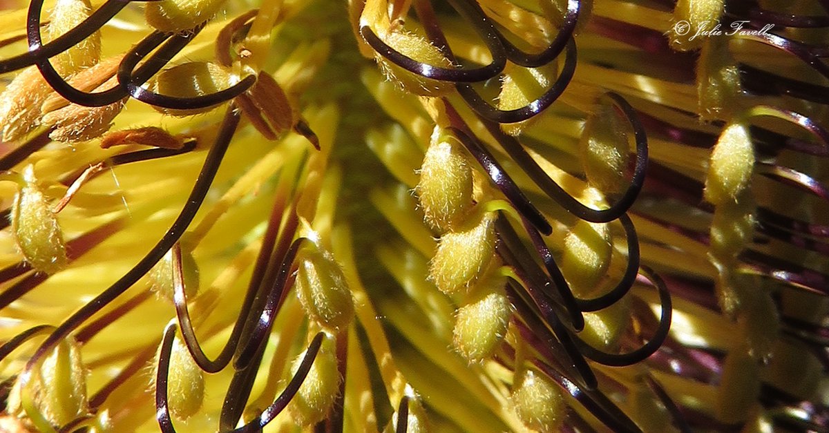 info_leg's tweet photo. Banksia cunninghamii - Shrub to 5 m high, lignotuber absent, multi- or single-stemmed at base; bark smooth,  Leaves alternate, scattered, linear  ± oblanceolate, 2–7 cm L, 2–5 mm W, Flowers April–August. 6 years after fire in the waiting to flower given no lignotuber on by seed https://t.co/20mPBTdHep