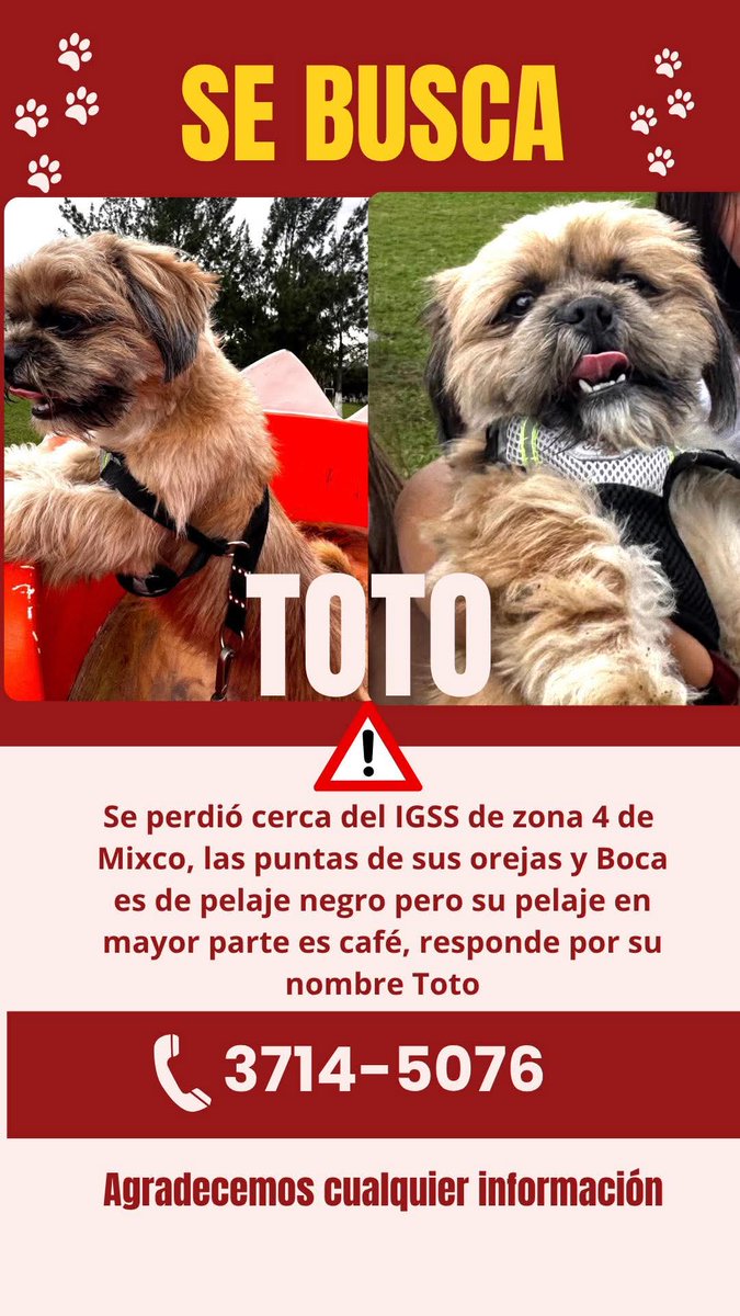 Gt502Mascotas's tweet photo. ⚠️ Toto https://t.co/wtEz5bC1yX