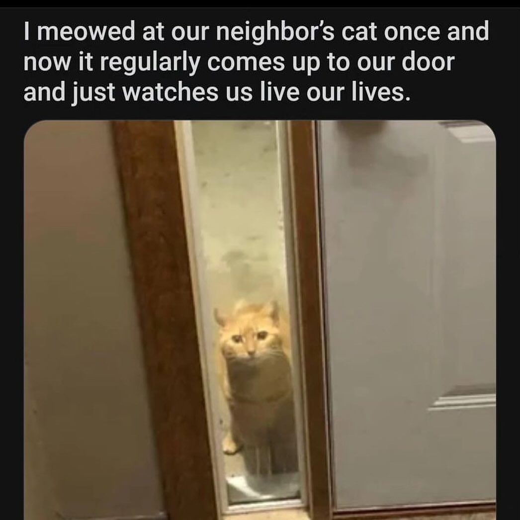 PunchingCat's tweet photo. https://t.co/26VcM9FnnX
