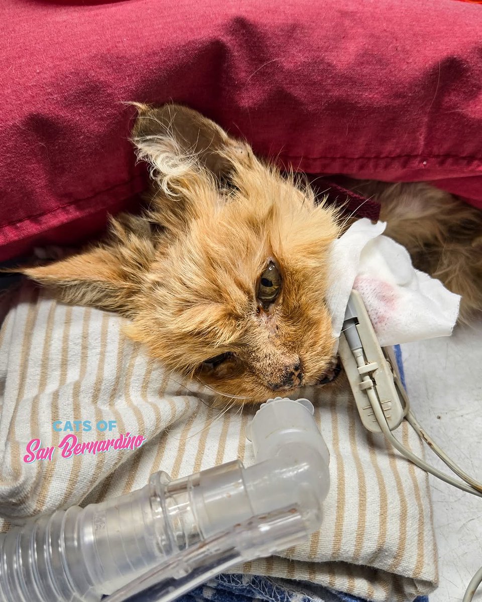 cqk5az07dhd80hg's tweet photo. We just went back to the hospital to see Eleanor. She has stage 4 kidney failure and is fighting for her life.

She was more stable than some of our other kidney-failure cats so we are trying aggressive therapy to see if she can make a bounce back to have more time with us. https://t.co/JwPlBwecjM
