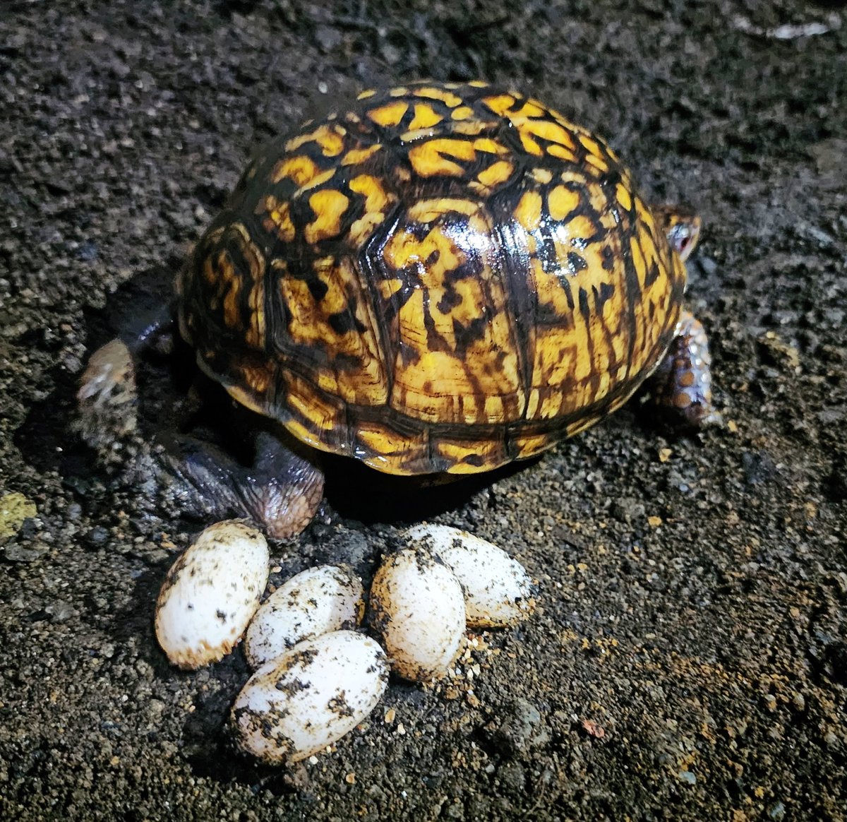 spotted_empire's tweet photo. どしゃ降りの雨がー
通りすぎる頃にはー
探してた 🥚見つかるかも …
トウブ１号B♀️がホリホリ
キボシはー？ まだ無い。
#トウブハコガメ 
#帝国トウブ１号B血統 https://t.co/AWxESFEHou