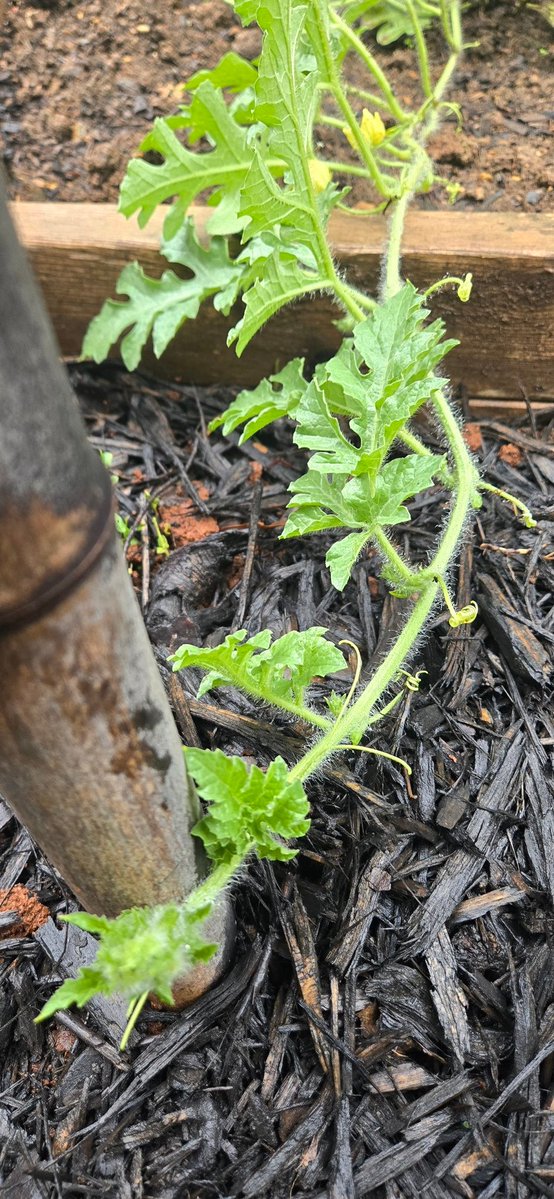 Chesterhighwate's tweet photo. Watermelon is about to start climbing

#zone7b https://t.co/52rJj6jLb1