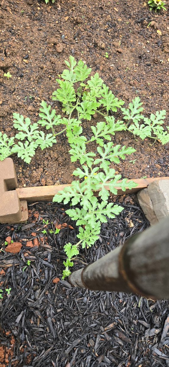 Chesterhighwate's tweet photo. Watermelon is about to start climbing

#zone7b https://t.co/52rJj6jLb1