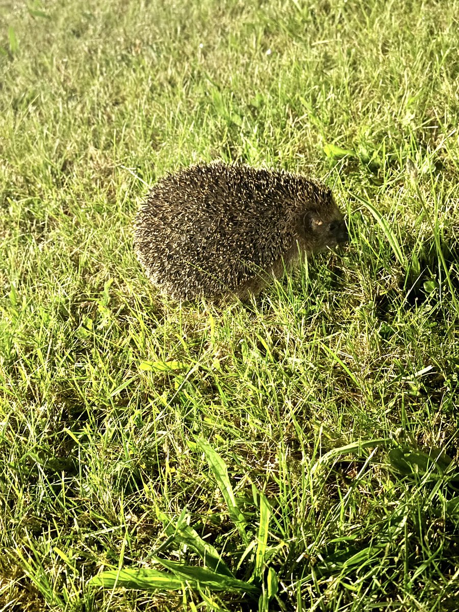 mitoharumon's tweet photo. 【衝撃】一晩に二匹、野生のハリネズミに遭遇🦔 https://t.co/OnTSDkyaWZ