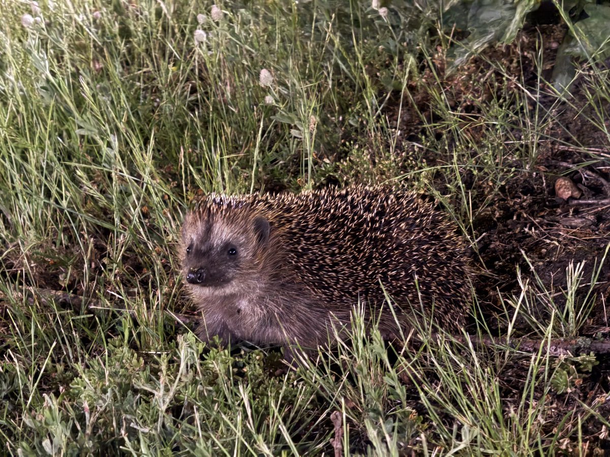 mitoharumon's tweet photo. 【衝撃】一晩に二匹、野生のハリネズミに遭遇🦔 https://t.co/OnTSDkyaWZ