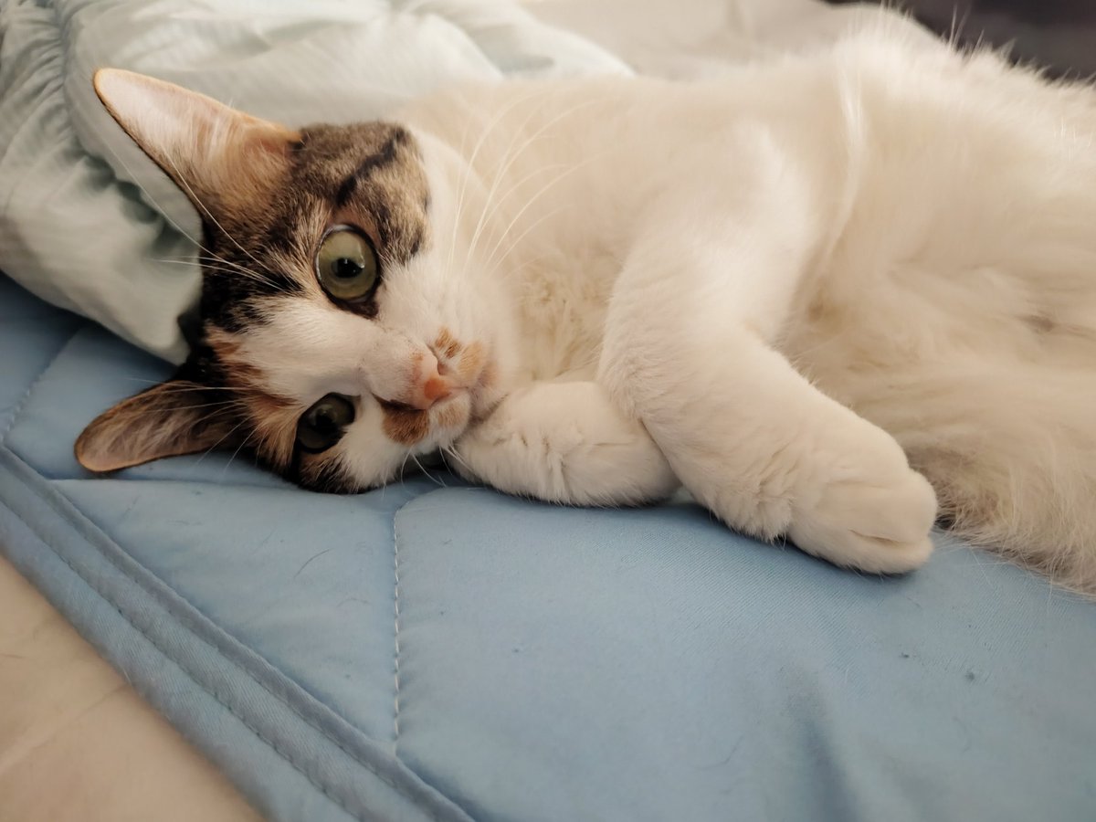 三毛猫様♡ありがとうございます♡ 三毛猫