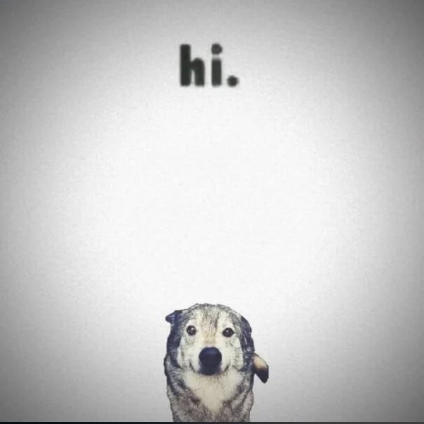show dog 🦴 (@muttzzle) / Posts / X
